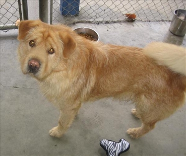 Looking for a forever home, Vernon SPCA pets of the week | iNFOnews.ca Looking for a forever home, Vernon SPCA pets of the week | iNFOnews.ca