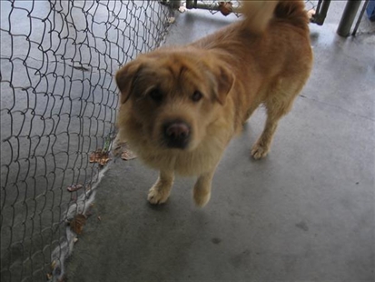 Looking for a forever home, Vernon SPCA pets of the week | iNFOnews.ca Looking for a forever home, Vernon SPCA pets of the week | iNFOnews.ca