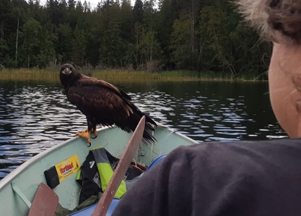 Bald eagle surprises fishermen by flying in for a visit | iNFOnews.ca