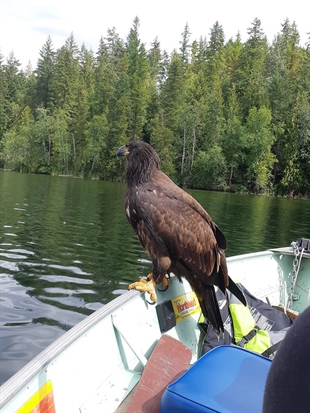Bald eagle surprises fishermen by flying in for a visit | iNFOnews.ca