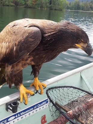 Bald eagle surprises fishermen by flying in for a visit | iNFOnews.ca