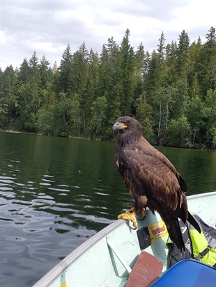 Bald eagle surprises fishermen by flying in for a visit | iNFOnews.ca