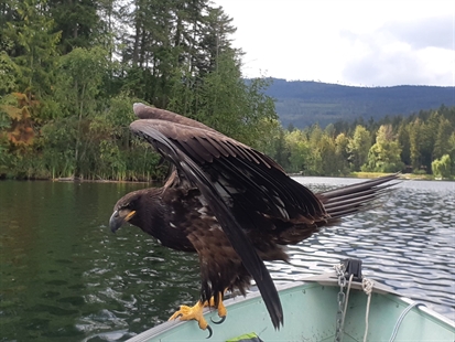 Bald eagle surprises fishermen by flying in for a visit | iNFOnews.ca