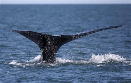 Bid to reduce right whale deaths has been 'extremely effective:' Canada | iNFOnews.ca Bid to reduce right whale deaths has been 'extremely effective:' Canada | iNFOnews.ca