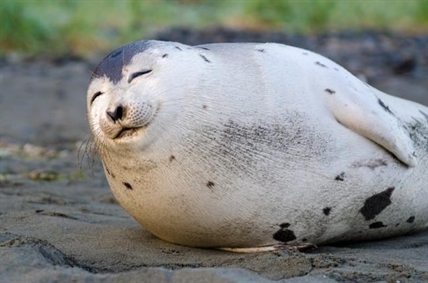 Photogenic 'smiling' seal spotted on N.L beach dies, prompts DFO warning | iNFOnews.ca