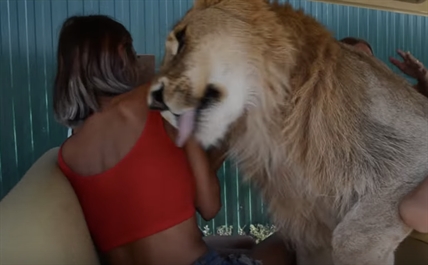 TRENDING NOW: Lion jumps into safari bus to snuggle tourists | iNFOnews.ca