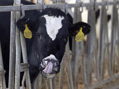 The recent jump in U.S. butter imports? All smooth, says Canadian dairy industry | iNFOnews.ca