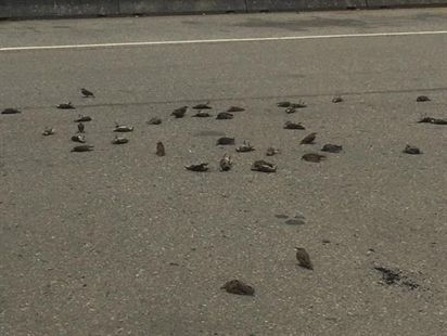 Dead and dying birds rain down in unexplained occurrence in B.C. community | iNFOnews.ca Dead and dying birds rain down in unexplained occurrence in B.C. community | iNFOnews.ca
