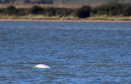 Happy news: Beluga whale in Thames eating, swimming well | iNFOnews.ca Happy news: Beluga whale in Thames eating, swimming well | iNFOnews.ca