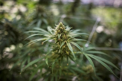 Justice minister defends approval of roadside pot test as some police wary | iNFOnews.ca