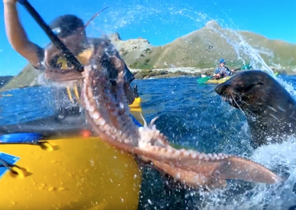 TRENDING NOW: Seal slaps kayaker with octopus | iNFOnews.ca TRENDING NOW: Seal slaps kayaker with octopus | iNFOnews.ca
