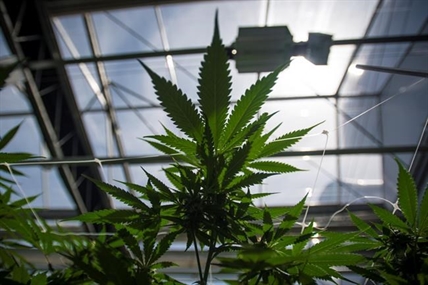 Why companies are eyeing the cannabis compound that doesn't get you high | iNFOnews.ca Why companies are eyeing the cannabis compound that doesn't get you high | iNFOnews.ca