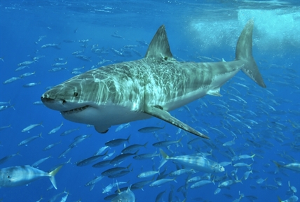 Researchers tag third great white shark during Nova Scotia expedition | iNFOnews.ca
