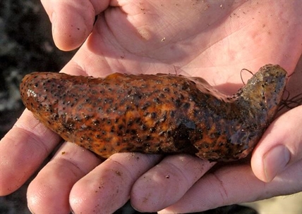 Washington man gets prison for overharvesting sea cucumbers | iNFOnews.ca