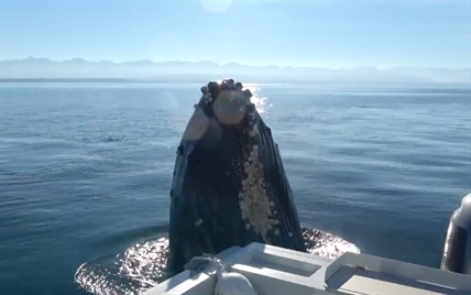 iN VIDEO: Leaping humpback whale on Vancouver Island cracks boat window with head bang | iNFOnews.ca