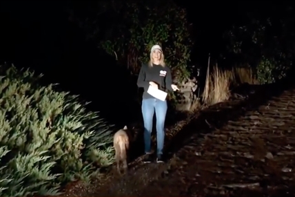 TRENDING NOW: TV reporter mistakes wild cat for dog | iNFOnews.ca