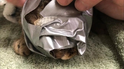 'We've never seen this kind of abuse,' says woman who found cat with duct-taped face | iNFOnews.ca