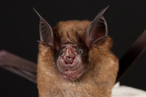 SARS-like viruses found in Chinese bats; closest hits yet to 2003 outbreak virus | iNFOnews.ca