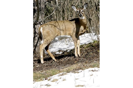 Northeastern US seeks to prevent arrival of deer disease | iNFOnews.ca