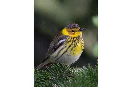 Refuge areas crucial to saving bird species as climate changes: study | iNFOnews.ca