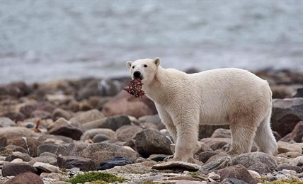 Ancient polar bears survived low ice periods on dead whales: study | iNFOnews.ca Ancient polar bears survived low ice periods on dead whales: study | iNFOnews.ca