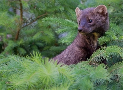 B.C. board says logging beetle-killed wood bad for the fisher, a species at risk | iNFOnews.ca B.C. board says logging beetle-killed wood bad for the fisher, a species at risk | iNFOnews.ca