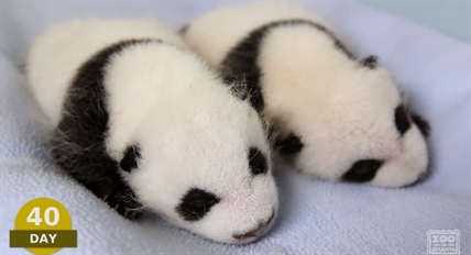 The first 100 days in the lives of two panda cubs twins | iNFOnews.ca The first 100 days in the lives of two panda cubs twins | iNFOnews.ca