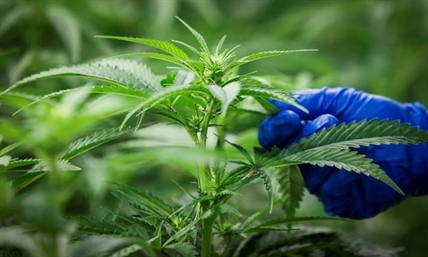 Five things about what's legal and what's not in Canada's new pot law | iNFOnews.ca