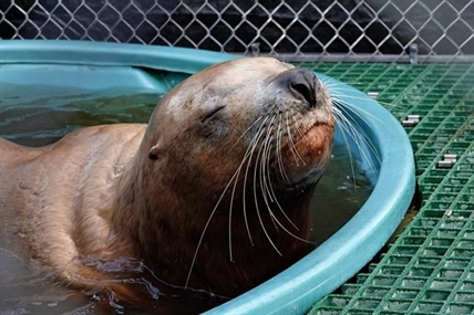 Sea lion suffering from gunshot wounds to the head brought to Vancouver Aquarium | iNFOnews.ca Sea lion suffering from gunshot wounds to the head brought to Vancouver Aquarium | iNFOnews.ca