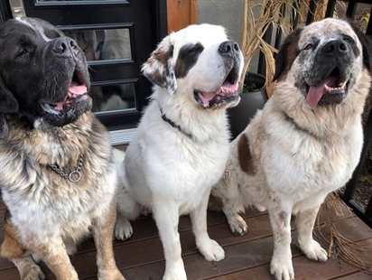 New vacuum needed: Calgary family adopts three bonded St. Bernard buddies | iNFOnews.ca