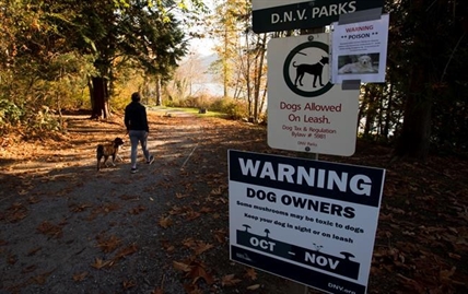Dog deaths in North Vancouver may be tied to suspected mushroom poisoning: RCMP | iNFOnews.ca
