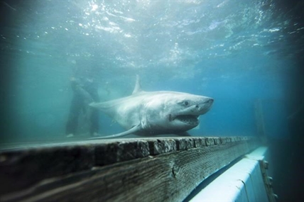 All sharks tagged in N.S. expedition can now be tracked on Ocearch website | iNFOnews.ca