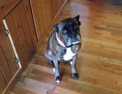TRENDING NOW: Check out the 'Wiggle' on this pup | iNFOnews.ca TRENDING NOW: Check out the 'Wiggle' on this pup | iNFOnews.ca