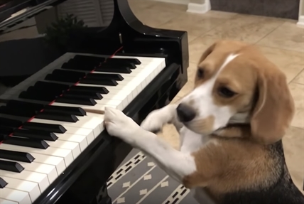 TRENDING NOW: Beagle plays the piano | iNFOnews.ca