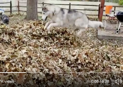 TRENDING NOW: Overjoyed dog playing in leaves | iNFOnews.ca TRENDING NOW: Overjoyed dog playing in leaves | iNFOnews.ca