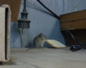 The world's most persistent mouse | iNFOnews.ca The world's most persistent mouse | iNFOnews.ca