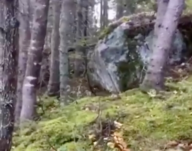 TRENDING NOW: Breathing forest in Quebec | iNFOnews.ca