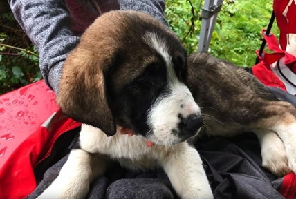 Puppies stranded on cliff in B.C. find 'forever' homes with rescue crew members | iNFOnews.ca