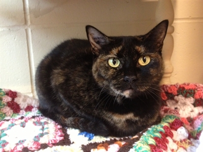 Looking for a forever home, Penticton SPCA Pets of the Week | iNFOnews.ca Looking for a forever home, Penticton SPCA Pets of the Week | iNFOnews.ca