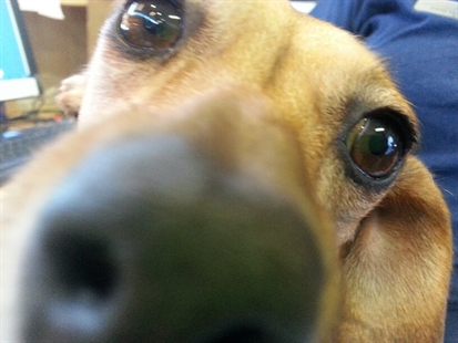 Looking for a forever home, Penticton SPCA Pets of the Week | iNFOnews.ca Looking for a forever home, Penticton SPCA Pets of the Week | iNFOnews.ca