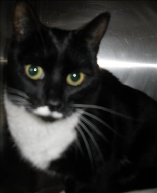 Looking for a forever home, Kelowna SPCA pet of the week | iNFOnews.ca