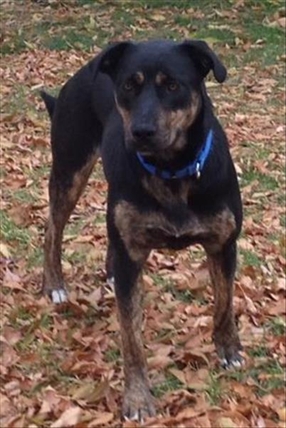 Looking for a forever home, Kamloops SPCA pet of the week | iNFOnews.ca