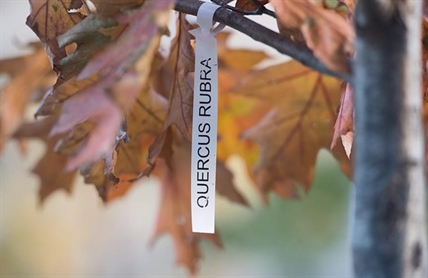 Descendants of Vimy Ridge oak trees live on in Canada, and now France | iNFOnews.ca Descendants of Vimy Ridge oak trees live on in Canada, and now France | iNFOnews.ca