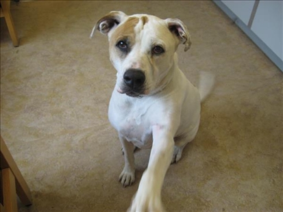 Looking for a forever home, Vernon SPCA pet of the week | iNFOnews.ca