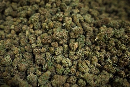 Legal cannabis holds no special attraction for organized crime: memos | iNFOnews.ca Legal cannabis holds no special attraction for organized crime: memos | iNFOnews.ca