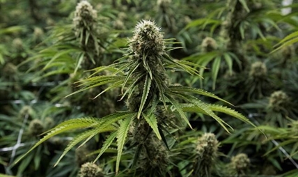 Cannabis company hopes to replace jobs lost in mill closure in small B.C. town | iNFOnews.ca Cannabis company hopes to replace jobs lost in mill closure in small B.C. town | iNFOnews.ca