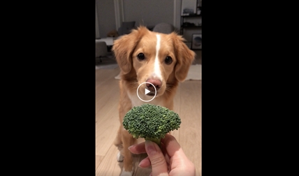 TRENDING NOW: When your dog loves broccoli | iNFOnews.ca TRENDING NOW: When your dog loves broccoli | iNFOnews.ca