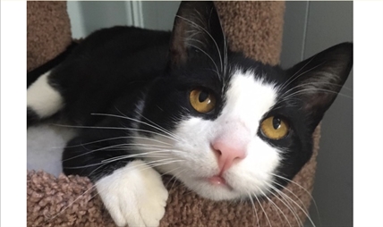 Looking for forever home; Kamloops SPCA pet of the week | iNFOnews.ca Looking for forever home; Kamloops SPCA pet of the week | iNFOnews.ca