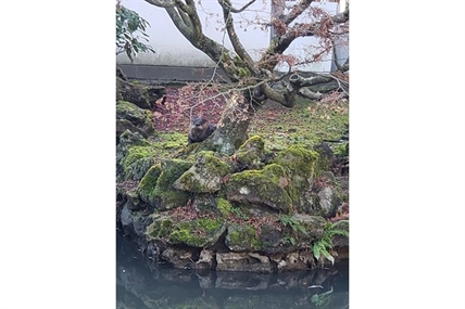 Wandering otter shows up at Vancouver garden, helps itself to pricey pond fish | iNFOnews.ca Wandering otter shows up at Vancouver garden, helps itself to pricey pond fish | iNFOnews.ca