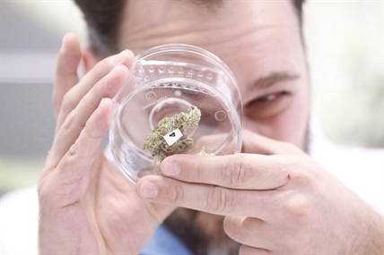 Vigilance the watchword for pot users, investors, executives at Canada-US border | iNFOnews.ca Vigilance the watchword for pot users, investors, executives at Canada-US border | iNFOnews.ca